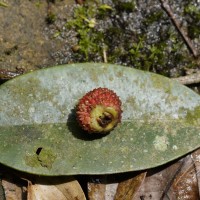 Garcinia echinocarpa Thwaites
